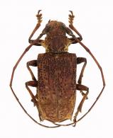 Polyrhaphis gracilis  Bates, 1862