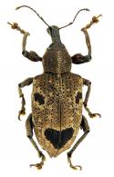 Curculionidae Gen sp97