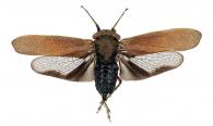 Oeagra lugubris (Perty, 1833)