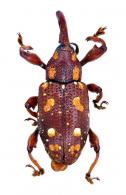 Heilipus bohemani Boheman,1843