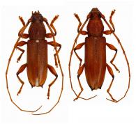 Protosphaerion loreum  Gounelle, 1909  ♂ & ♀