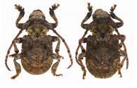 Onychocerus aculeicornis  (Kirby, 1818)  ♂ & ♀