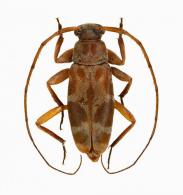 Lepturges (Lepturges) callinus  Bates, 1885