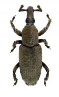 Dryophthorinae Gen sp23