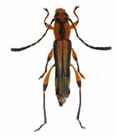 Ecliptoides hovorei  (Tavakilian & Penaherrera-Leiva, 2003)