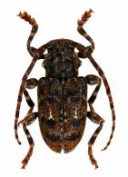 Ozotroctes punctatissimus Bates,1861