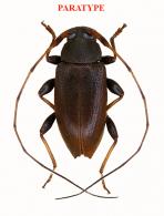 Hyperplatys perplexus  Roguet, 2022  PARATYPE