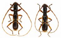 Heterachthes tysiphonis  (Thomson, 1867) ♂ & ♀