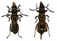 Tomopterus servillei  Magno, 1995 ♂ & ♀