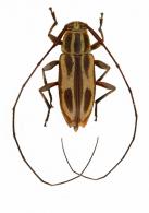 Atrypanius venustus (Bates, 1863)