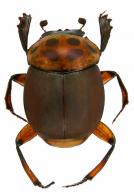 Canthon (Canthon) triangularis (Drury, 1770)