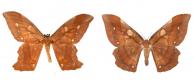 Arsenura ponderosa guianensis (Rothschild, 1907) ♂ & ♀