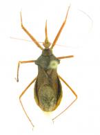 Harpactocorinae Gen sp1