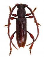 Hemilissa sulcicollis ? Bates, 1870