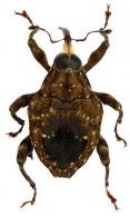 Piazurus calcaratus  Boheman, 1838