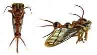Heteronotus albospinosus Haviland, 1925 