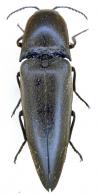 Orthostethus infuscatus  (Germar, 1844)
