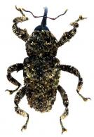 Cryptorhynchinae Gen sp16