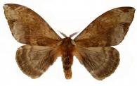 Molippa simillima  Jones, 1907
