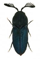 Calyptocerus violaceus Chassain, 2011