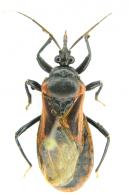 Brontostoma basalis  (Stal, 1859)
