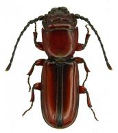 Passandra fasciata (Gray, 1832)
