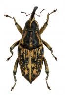 Macrocopturus deplanus (Fabricius, 1801)