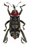 Zygops tripartitus  Desbrochers, 1890