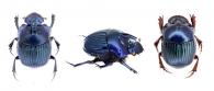 Oxysternon (Mioxysternon) spiniferum curvispinum  Olsoufieff ♂ & ♀
