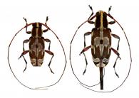 Toronaeus figuratus  Bates, 1864  ♂ & ♀