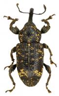 Heilipodus unifasciatus  (Champion, 1902)