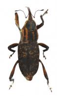 Zygops centromaculatus Desbrochers, 1890