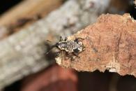 Heilipodus sp