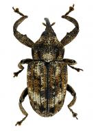 Curculionidae Gen sp103