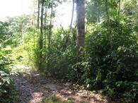 Forêt secondaire
