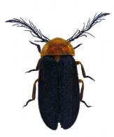 Psilocladus miltoderus Blanchard, 1846