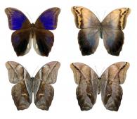 Eryphanis automedon automedon  (Cramer, 1775)  ♂ & ♀