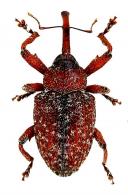 Conotrachelus sp4