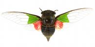 Hemisciera maculipennis De Laporte,1832