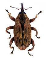 Cryptorhynchinae Gen sp6