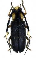 Eranina cincticornis  (Bates, 1866)