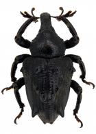 Curculionidae Gen sp96
