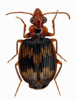 Lelis quadrisignata (Buquet, 1834)
