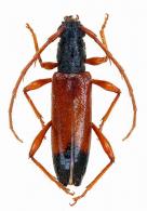 Stizocera nigroapicalis  Fuchs, 1961