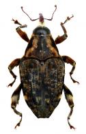 Piazurus impressipennis  Hustache, 1936