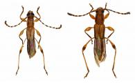 Ischasia mareki Penaherrera-Leiva & Tavakilian, 2003  ♂ & ♀