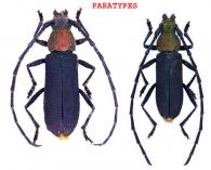 Aglaoschema quieci  Dalens, Tavakilian, & Touroult, 2010  ♂ & ♀  PARTYPES