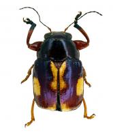 Cryptocephalinae Gen sp1