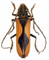 Ochrodion tavakiliani  Martins & Monné, 2005