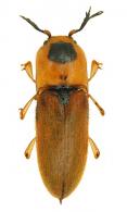Pterotarsus sp3